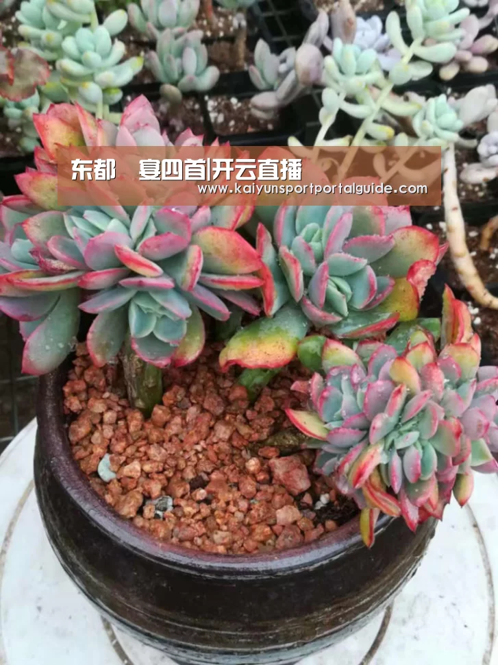 东都酺宴四首|开云直播(图4) 开云直播